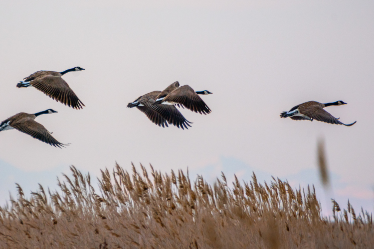 Canada goose andorra airport outlet